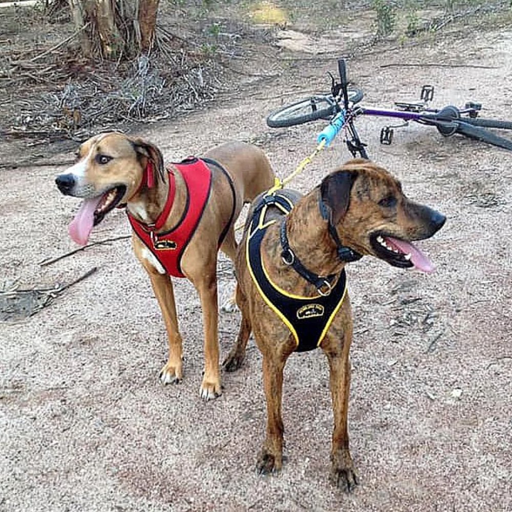 Used Howling Dog Alaska - Second Skin Harness